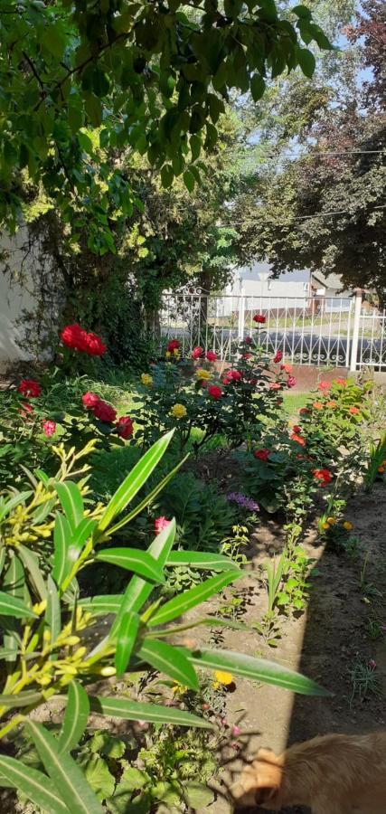 Marika Vendeghaz Apartment Abadszalok ภายนอก รูปภาพ